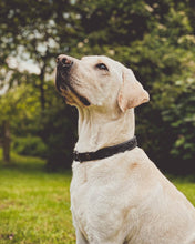 Laden Sie das Bild in den Galerie-Viewer, Halsband Luke