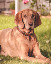 Laden Sie das Bild in den Galerie-Viewer, Halsband Romeo