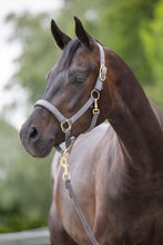 Laden Sie das Bild in den Galerie-Viewer, Halfter Classy